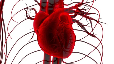 Human Circulatory System Heart Beat Anatomy Animation Concept 库存影片 169635889