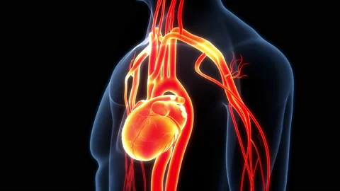 Human Circulatory System Heart Beat Anatomy Animation Concept Vídeos de archivo 169639018