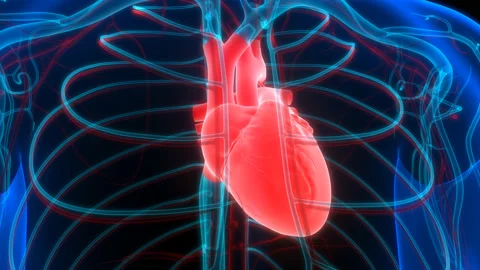 Human Circulatory System Heart Beat Anatomy Animation Concept Видео 200858874