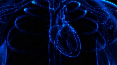 Human Circulatory System Heart Beat Anatomy Animation Concept Vídeos de archivo 200859575