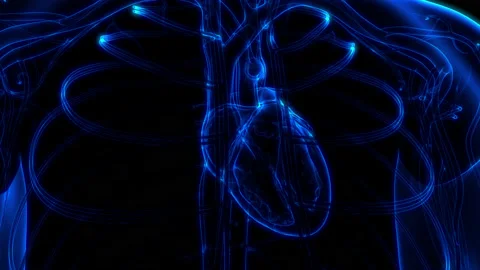 Human Circulatory System Heart Beat Anatomy Animation Concept Видео 200859598