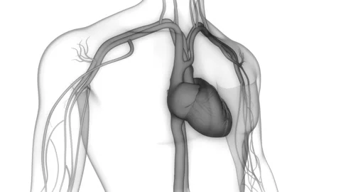 Human Circulatory System Heart Beat Anatomy Animation Concept 库存影片 200867565