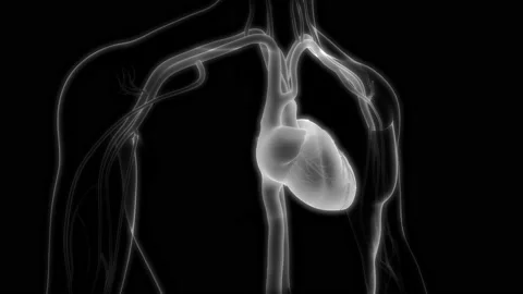 Human Circulatory System Heart Beat Anatomy Animation Concept 库存影片 200868061