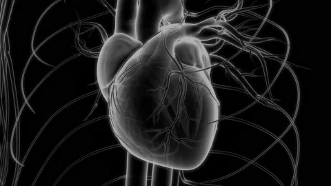 Human Circulatory System Heart Beat Anatomy Animation Concept 库存影片 200868250