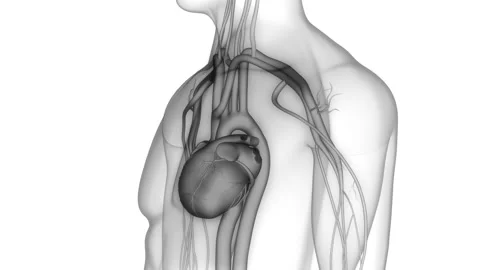 Human Circulatory System Heart Beat Anatomy Animation Concept Stock Footage 200868498