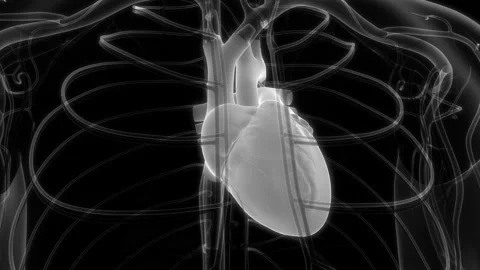 Human Circulatory System Heart Beat Anatomy Animation Concept Stock Footage 200868868