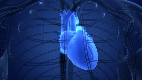 Human Circulatory System Heart Beat Anatomy Animation Concept Stock Footage 200875804