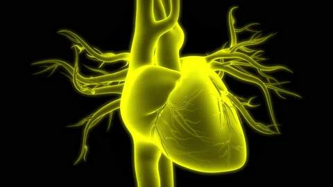 Human Circulatory System Heart Beat Anatomy Animation Concept Stock Footage 210152846