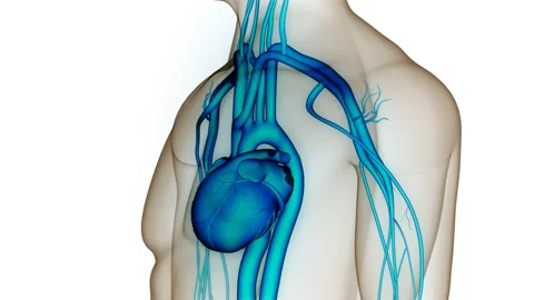 Human Circulatory System Heart Beat Anatomy Animation Concept Stock Footage 210695053