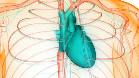 Human Circulatory System Heart Beat Anatomy Animation Concept Stock Footage 212084966