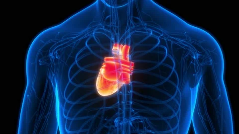 Human Circulatory System Heart Beat Anat... | Stock Video | Pond5