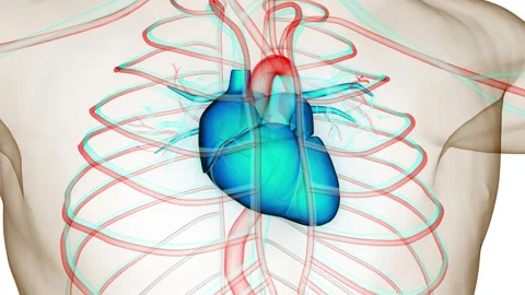 Human Circulatory System Heart Beat Anatomy Stock Footage 217389937