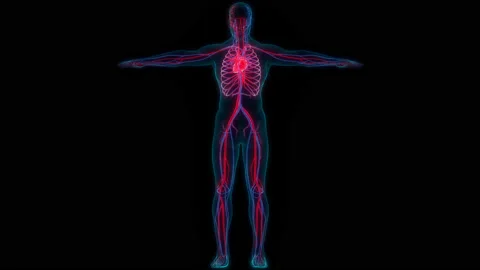 Human Circulatory System Heart Beat Anatomy Video stock 220339569