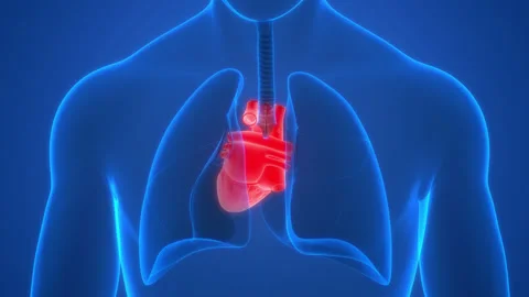 Human Circulatory System Heart Beat Anatomy Animation Concept Stock Footage 220339985
