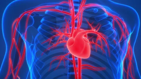 Human Circulatory System Heart Beat Anatomy 動画素材 220340328