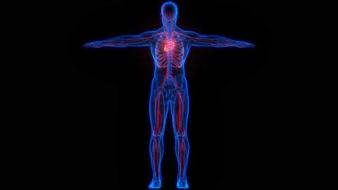 Human Circulatory System Heart Beat Anatomy Stock Footage 220343346