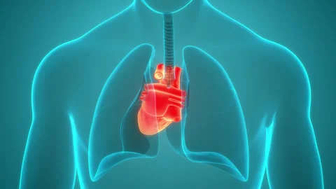 Human Circulatory System Heart Beat Anatomy Animation Concept Stock Footage 240737523