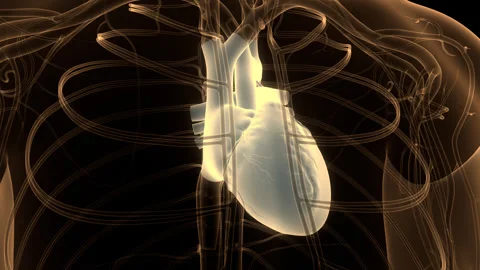 Human Circulatory System Heart Beat Anatomy Animation Concept Stock Footage 240737735