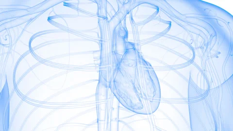 Human Circulatory System Heart Beat Anatomy Animation Concept Stock Footage 240739189