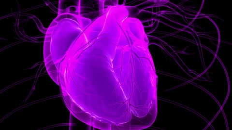 Human Circulatory System Heart Beat Anatomy Animation Concept Stock Footage 240744811