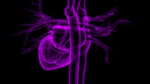 Human Circulatory System Heart Beat Anatomy Animation Concept Stock Footage 240745145