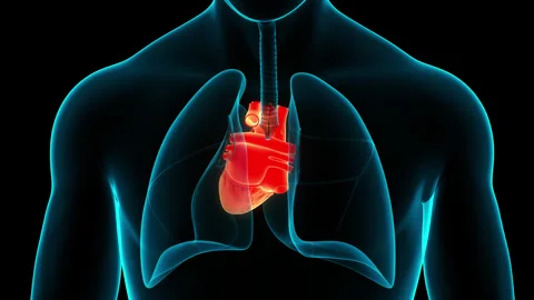 Human Circulatory System Heart Beat Anatomy Animation Concept Video stock 240749001