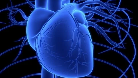 Human Circulatory System Heart Beat Anatomy Animation Concept Stock Footage 249433908