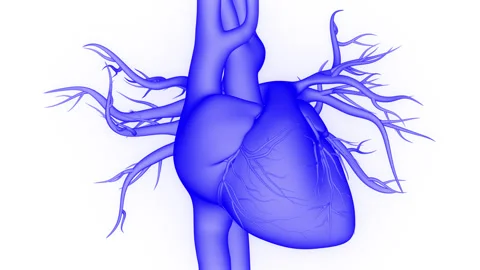 Human Circulatory System Heart Beat Anatomy Stock Footage 250437648