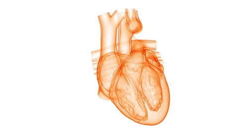 Human Circulatory System Heart Beat Anatomy Stock Footage 250438043