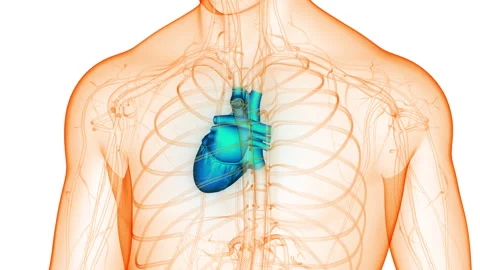 Human Circulatory System Heart Beat Anatomy Stock Footage 250438130