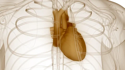 Human Circulatory System Heart Beat Anatomy Stock Footage 250439863