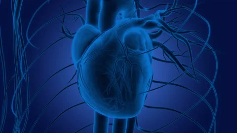 Human Circulatory System Heart Beat Anatomy Stock Footage 250442899