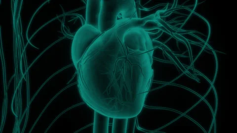 Human Circulatory System Heart Beat Anatomy Stock Footage 250443003