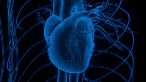 Human Circulatory System Heart Beat Anatomy Video stock 250443010