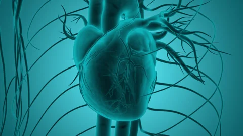 Human Circulatory System Heart Beat Anatomy Stock Footage 250443041