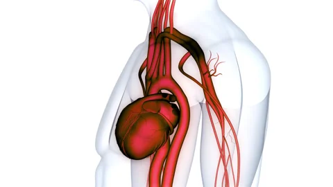 Human Circulatory System Heart Beat Anatomy Animation Concept Stock Footage 264876944