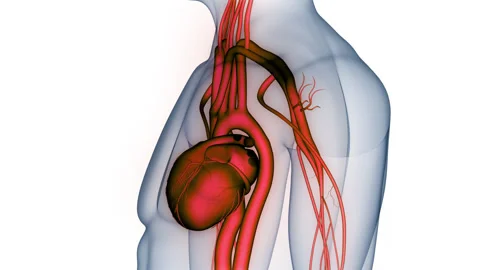 Human Circulatory System Heart Beat Anatomy Animation Concept Stock Footage 264877782