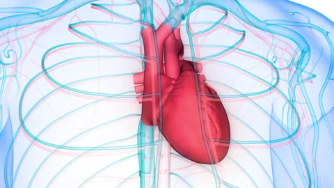 Human Circulatory System Heart Beat Anatomy Animation Concept Stock Footage 266522249