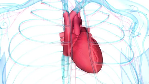 Human Circulatory System Heart Beat Anatomy Animation Concept Stock Footage 266522381