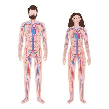 Human circulatory system Stock Illustration