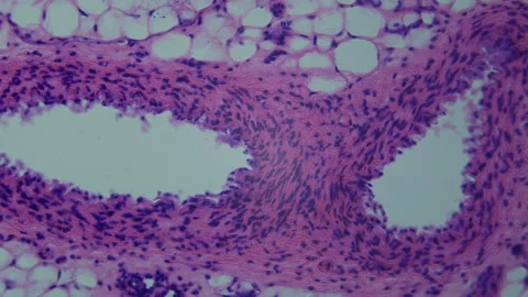 The human circulatory system. Magnification of 400X times. Structure Stock Footage 265185024