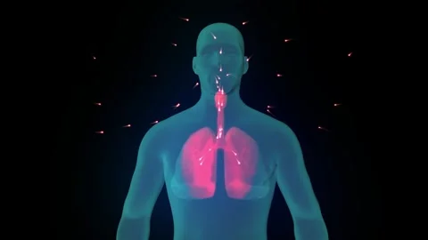 Human Circulatory System. Medically accurate animation of Heart with vains Stock Footage 282153321