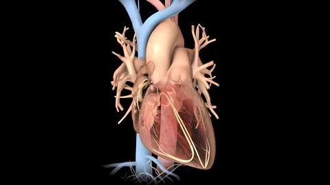 Human Circulatory System. Medically accurate of Heart with Vains and arteries Stock Illustration