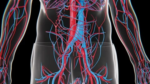 The human circulatory system is a network of the heart and blood vessels that Stock Footage 346891929