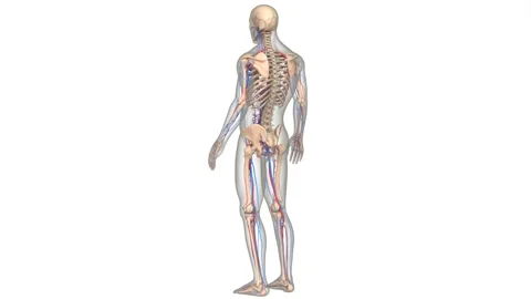 Human Circulatory System with Skeleton System Anatomy Animation Concept Stock Footage 141102349