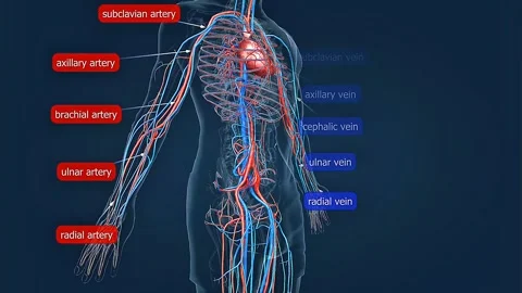 Human circulatory system of upper limb Stock Footage 330252875