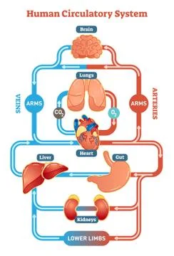 Human Circulatory System vector illustration diagram, blood vessels scheme. Stock Illustration
