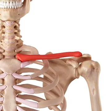 Human clavicle Stock Illustration