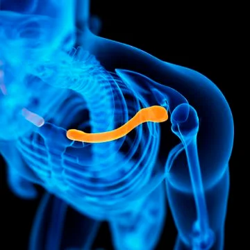 Human clavicle, illustration Stock Illustration