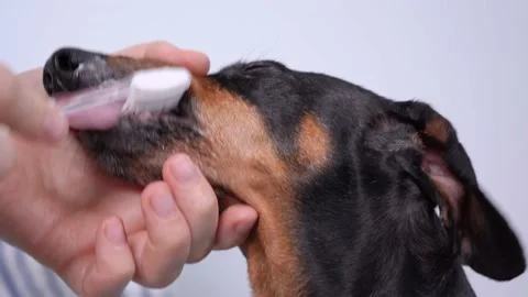 Human cleans teeth and fangs of cute dachshund dog with silicone bristled too Video stock 134607133